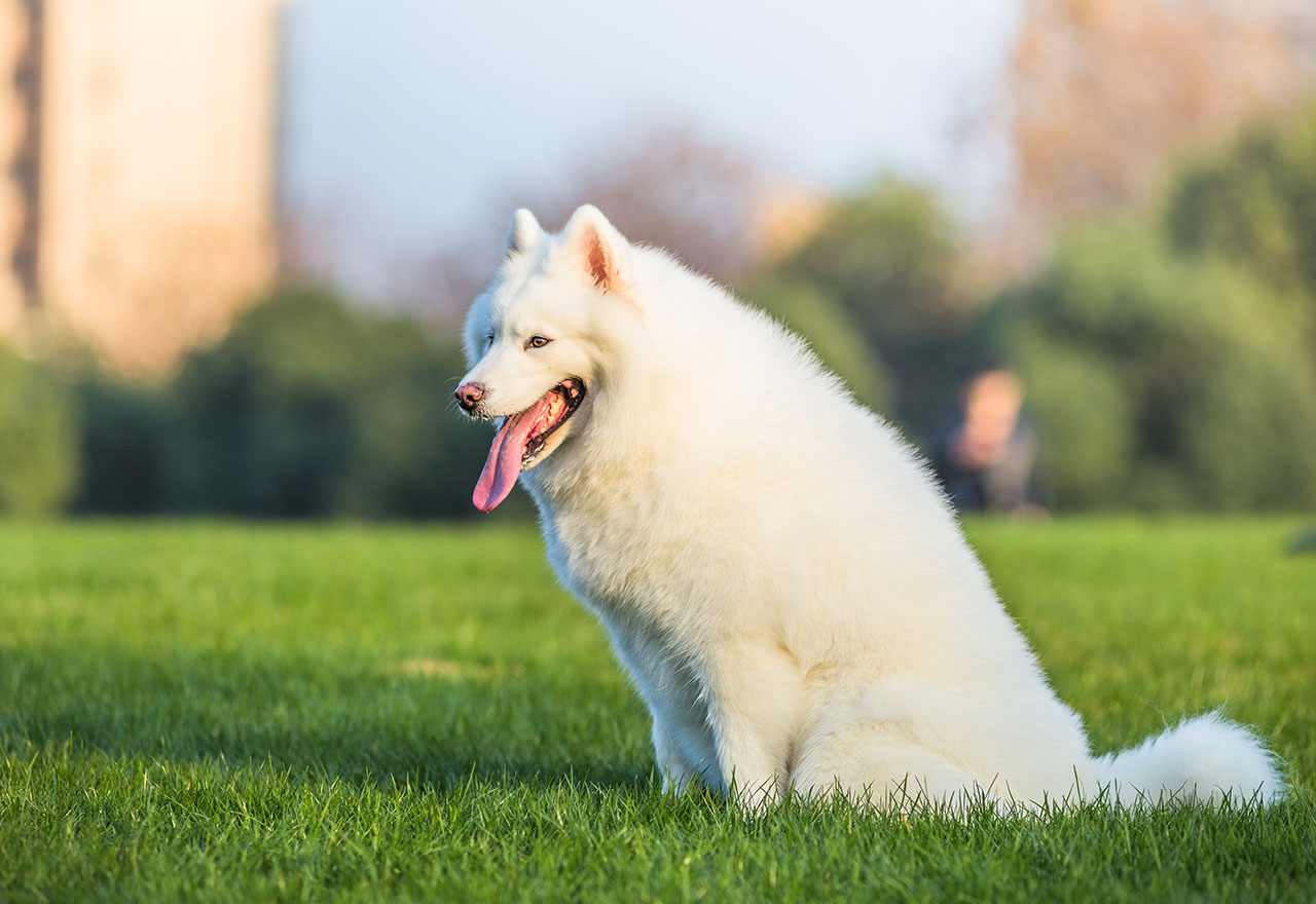 Samojed - biały, puszysty pies północy