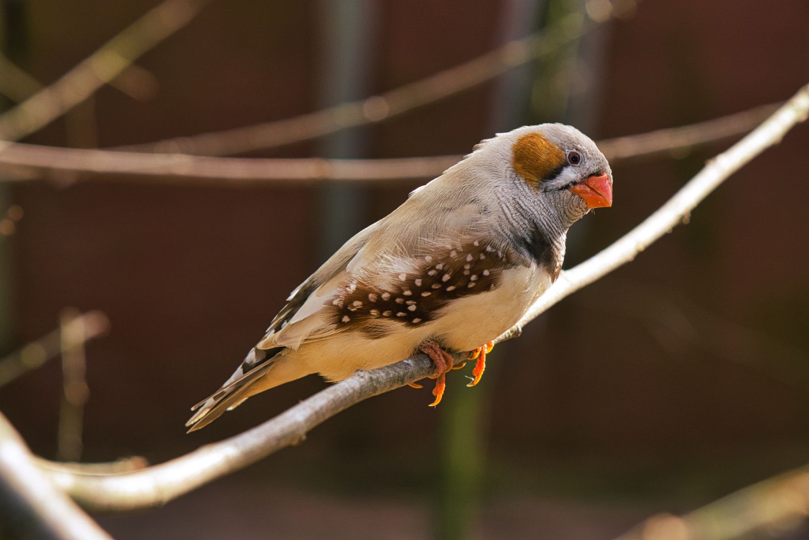 Zeberka – mały ptak o wielkim uroku. Wszystko o hodowli, diecie i wymaganiach