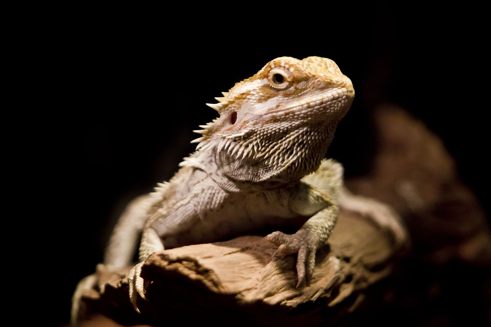 Dlaczego mój gad nie chce jeść? 5 najczęstszych błędów w terrarium