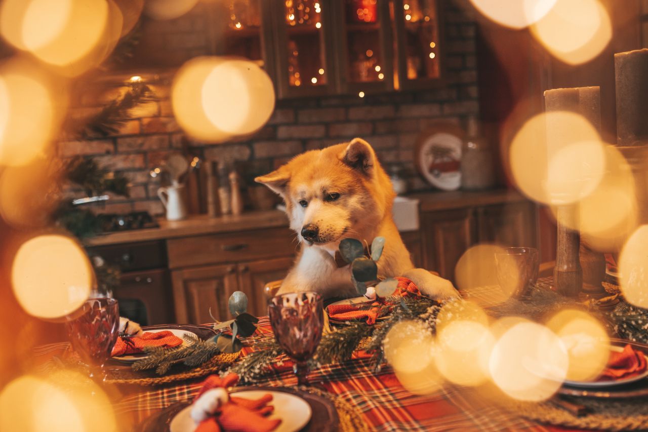 Wigilia z psem i kotem: Co pupil może zjeść ze stołu, a co jest trujące? Lista 12 potraw