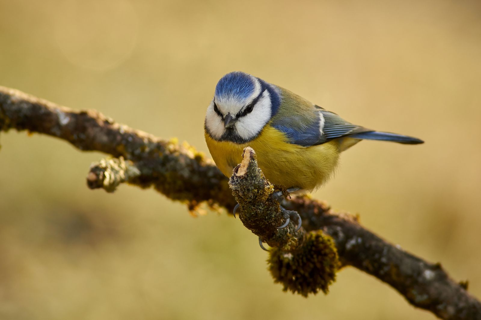 Latający piecyk na skraju wyczerpania. Biologia zimowania ptaków