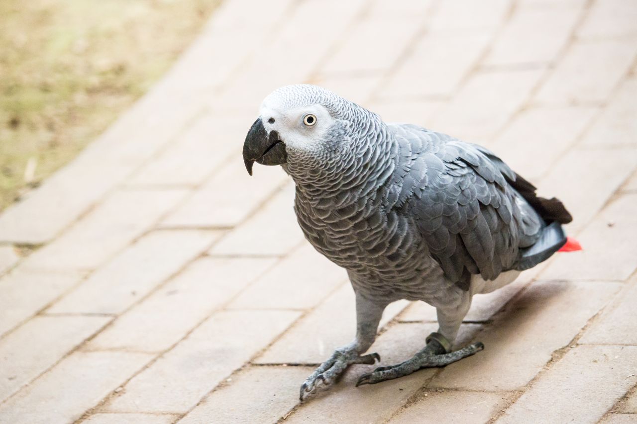 Żako (African Grey) – pierzasty Einstein pod Twoim dachem. Charakterystyka, dieta i wymagania