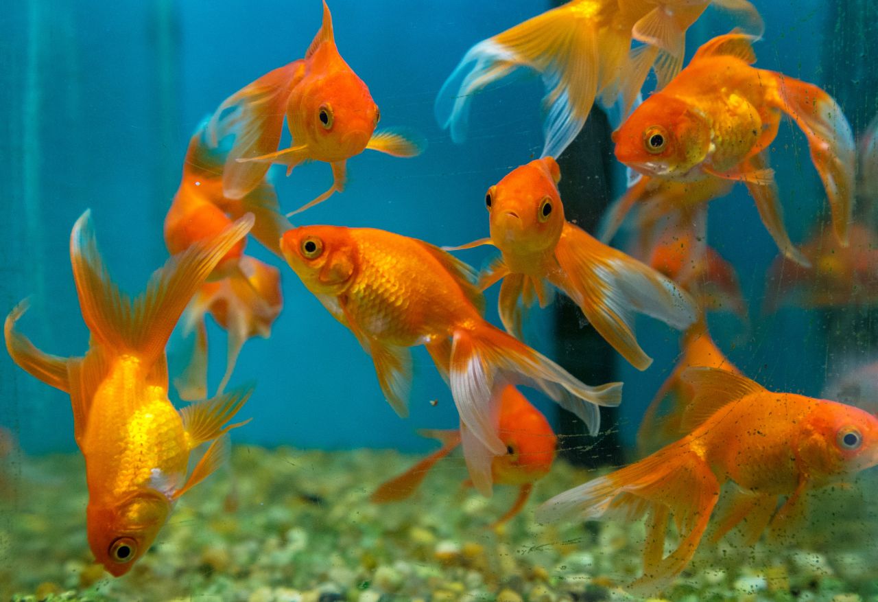 Złota Rybka – Ofiara własnej popularności. Dlaczego kula to wyrok, a nie dom?