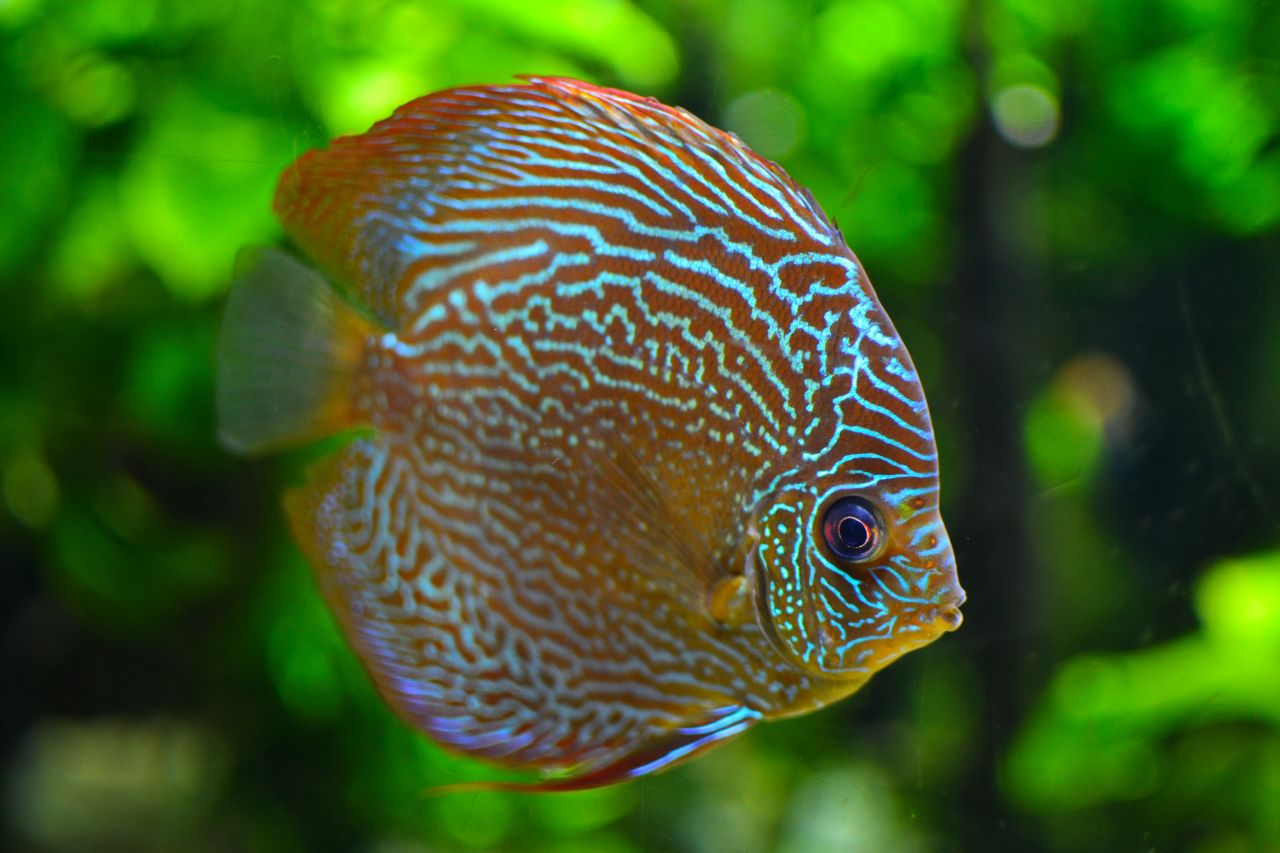 Paletki (Dyskowce) – Królowie Akwarystyki. Piękno, które wymaga poświęceń