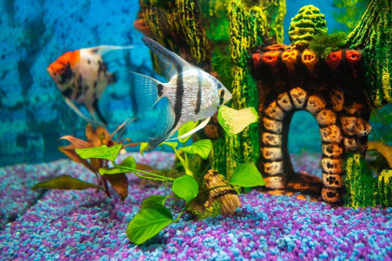 Kalkulator Akwarium – Ile ryb możesz mieć? Sprawdź, zanim kupisz!