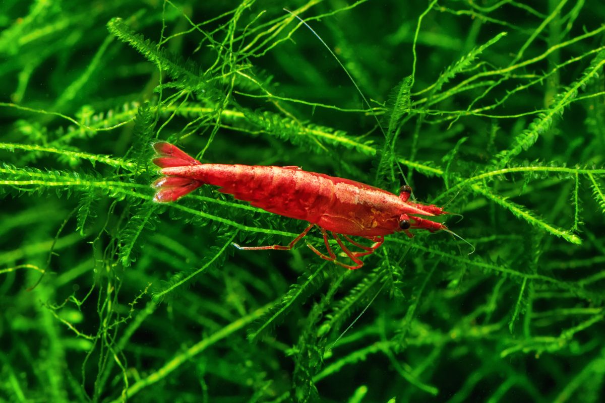 Krewetki w akwarium – jak zacząć przygodę z Neocaridina? Wymagania i hodowla.