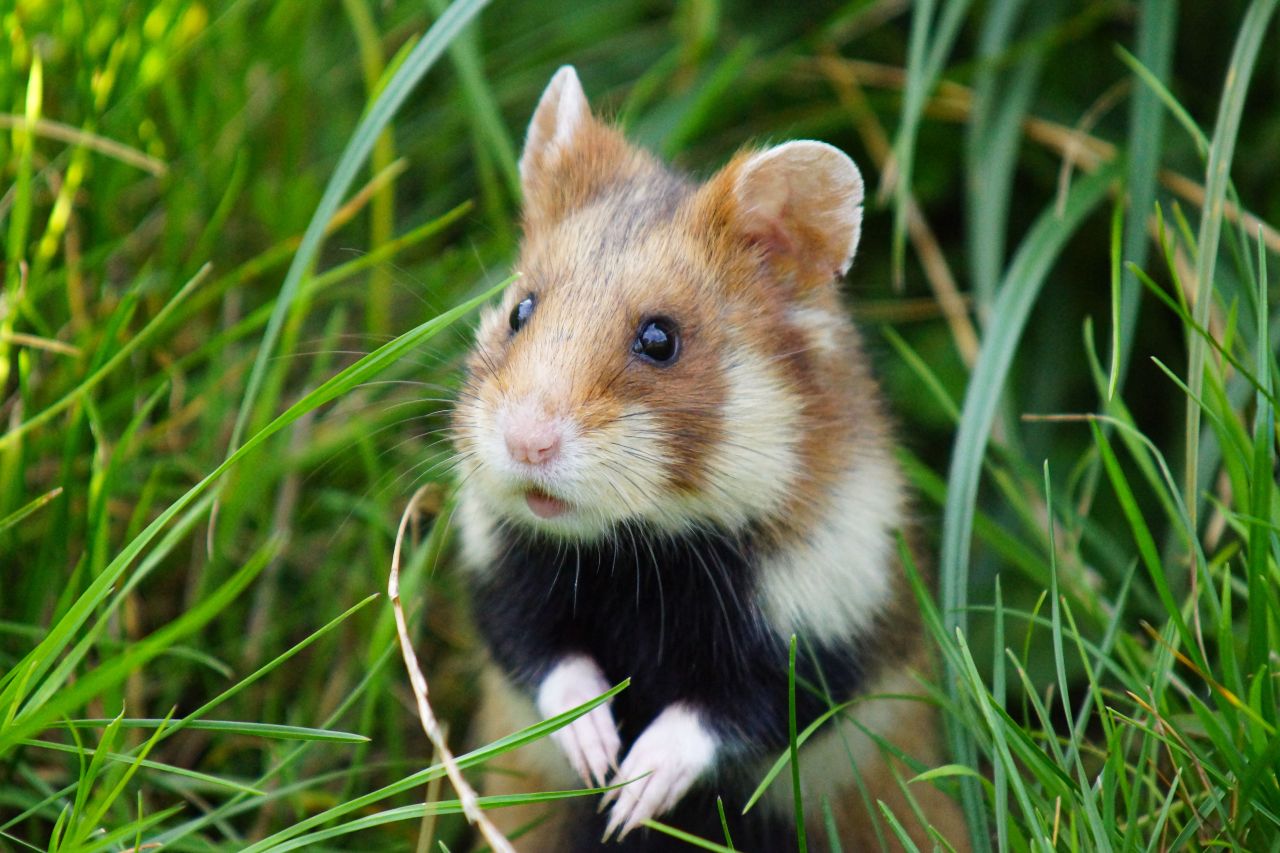 Nocny maratończyk: 10 kilometrów w sypialni. Sekretna biologia chomika, o której nie masz pojęcia
