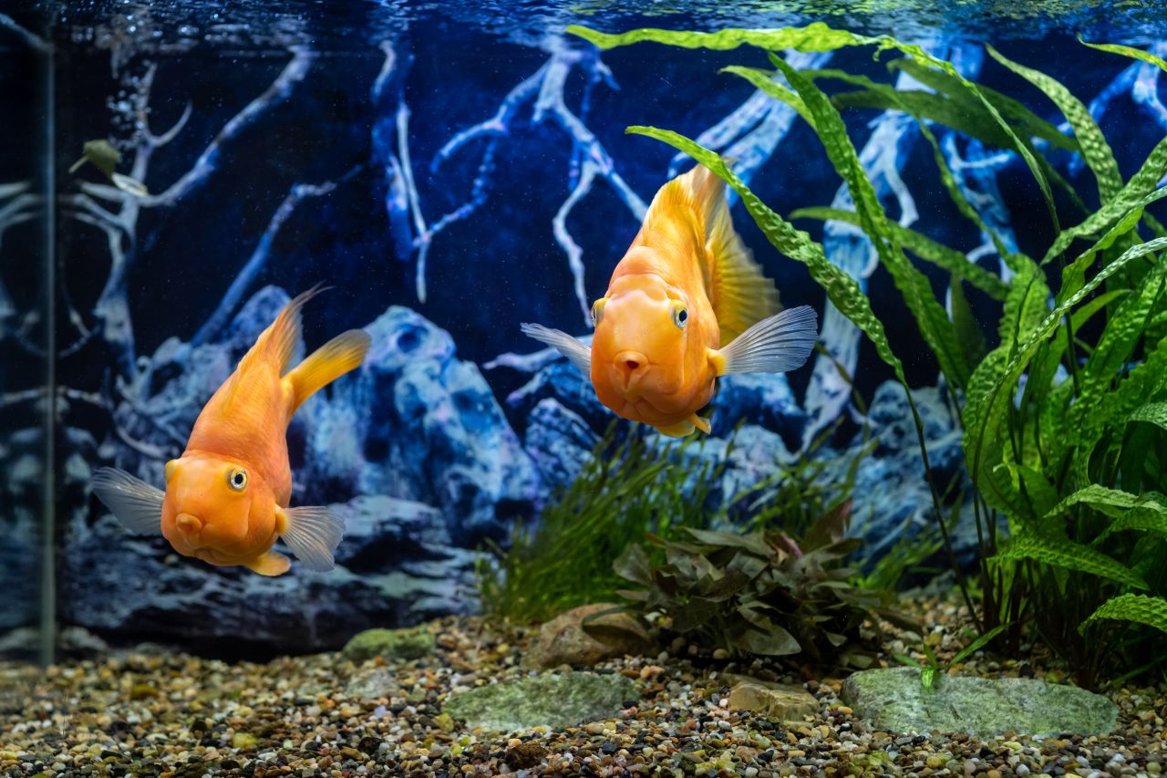 Mit 3 sekund: Czy ryba pamięta Twoją twarz? (Inteligencja pod wodą)