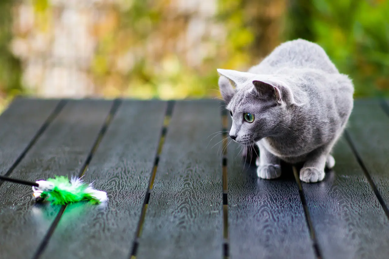 Seryjny morderca na kanapie. Dlaczego Twój kot musi zabić zabawkę? (Neurobiologia zabawy)