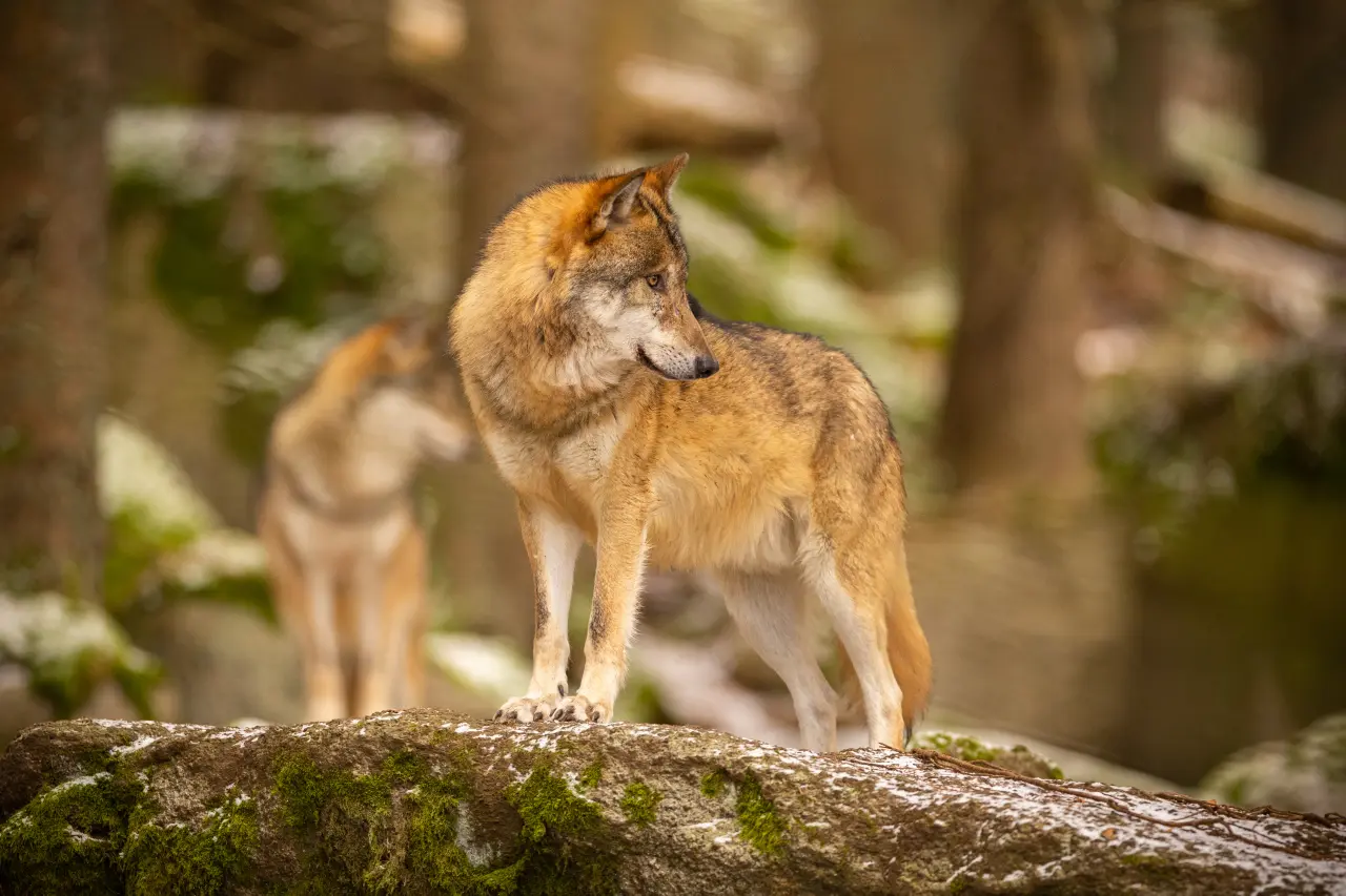 Kod Wilka vs. Kod Psa: Genetyczna pomyłka, która zmieniła dietę Twojego pupila (Tajemnica genu AMY2B)