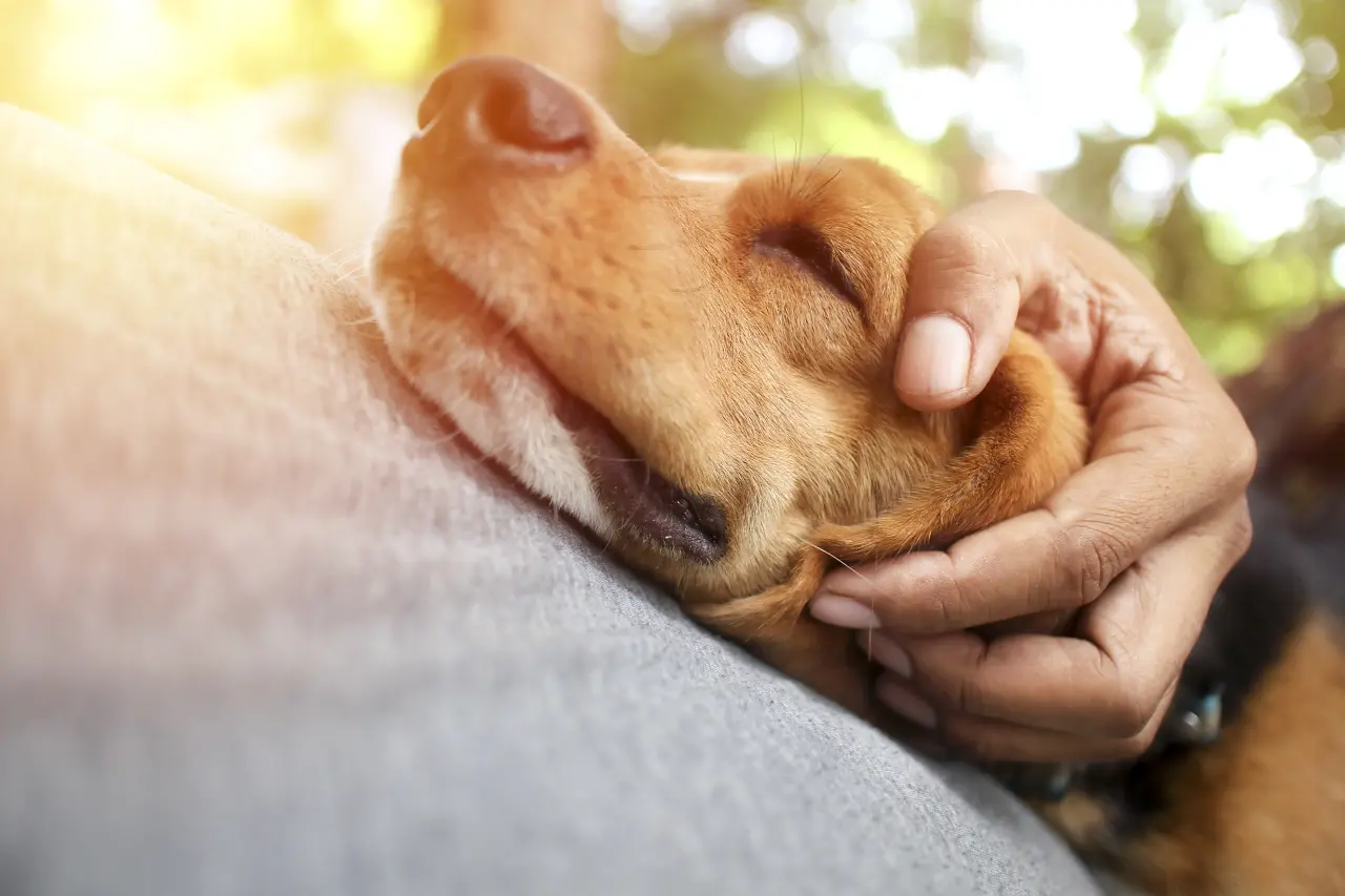 Anatomia Przytulenia: Czy Twój pies to kocha, czy tylko znosi? (Neurobiologia dotyku i konflikt gatunków)