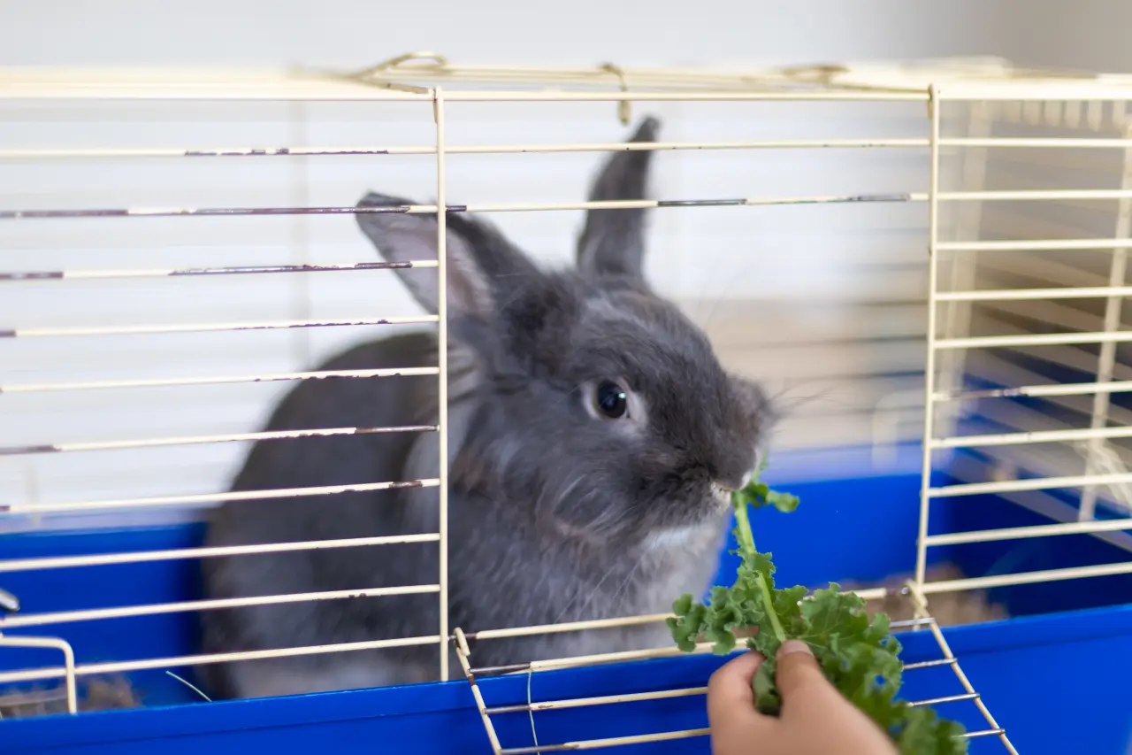 Cichy zabójca: Dlaczego Twój królik przestał jeść? Zator, zęby i rewolucja w misce