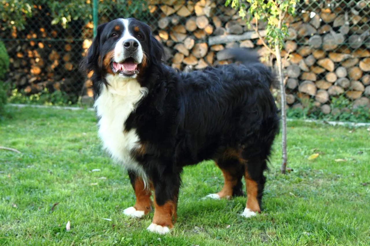 Berneński Pies Pasterski: Uśmiechnięty olbrzym o kruchym zdrowiu. Stawy, skręt żołądka i wyścig z czasem