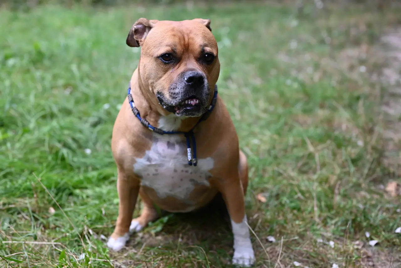 Staffik (Staffordshire Bull Terrier): Uśmiechnięty czołg z problemami skórnymi. Atopia, szczęki piranni i mit psa niani