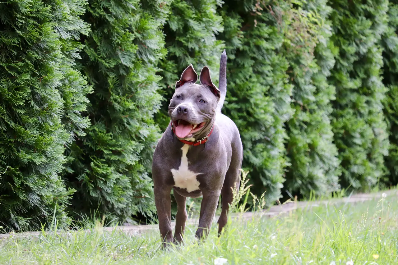 Amstaff (American Staffordshire Terrier): Morderca czy wyczynowy sportowiec? Biomechanika siły, mit szczękościsku i prawda o genach TTB
