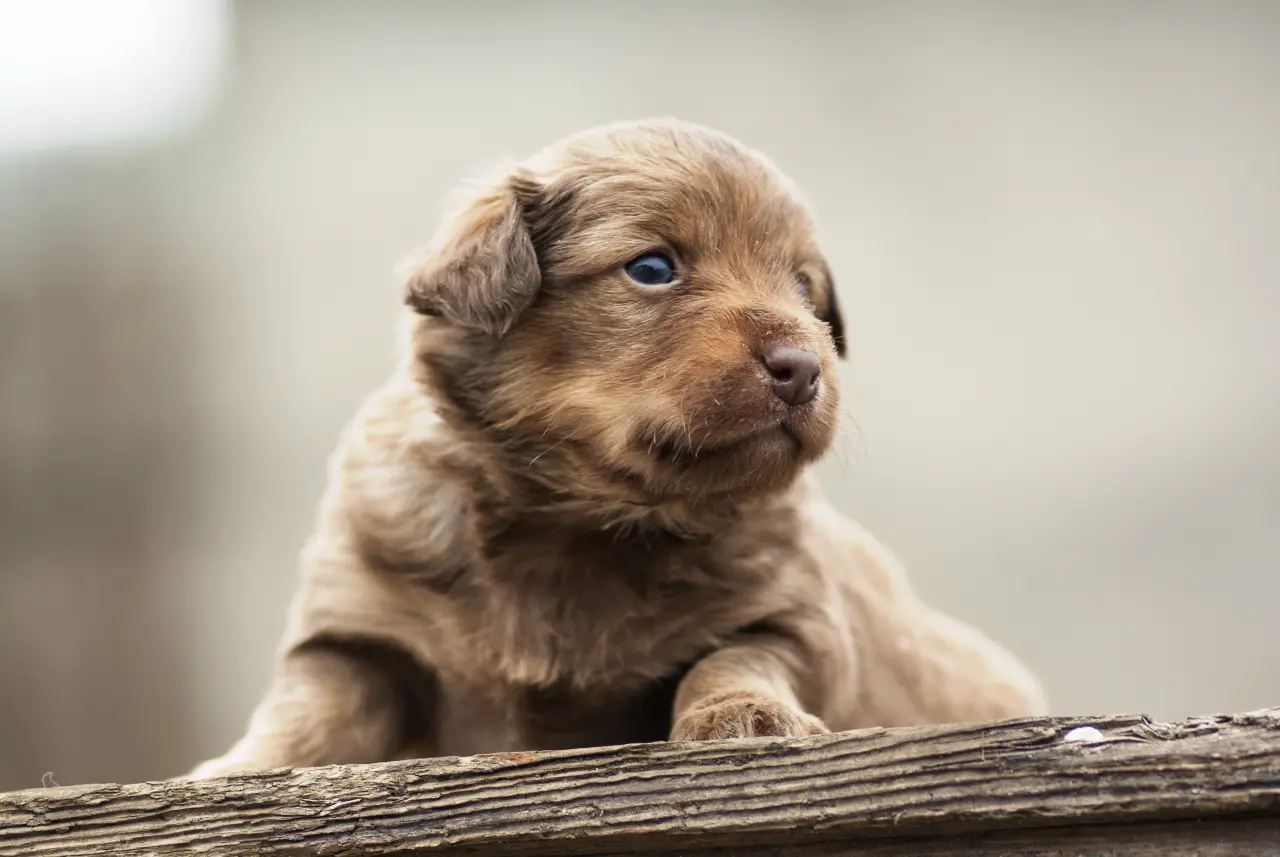 Socjalizacja szczeniaka – czym jest "złote okno" i jak go nie przegapić?
