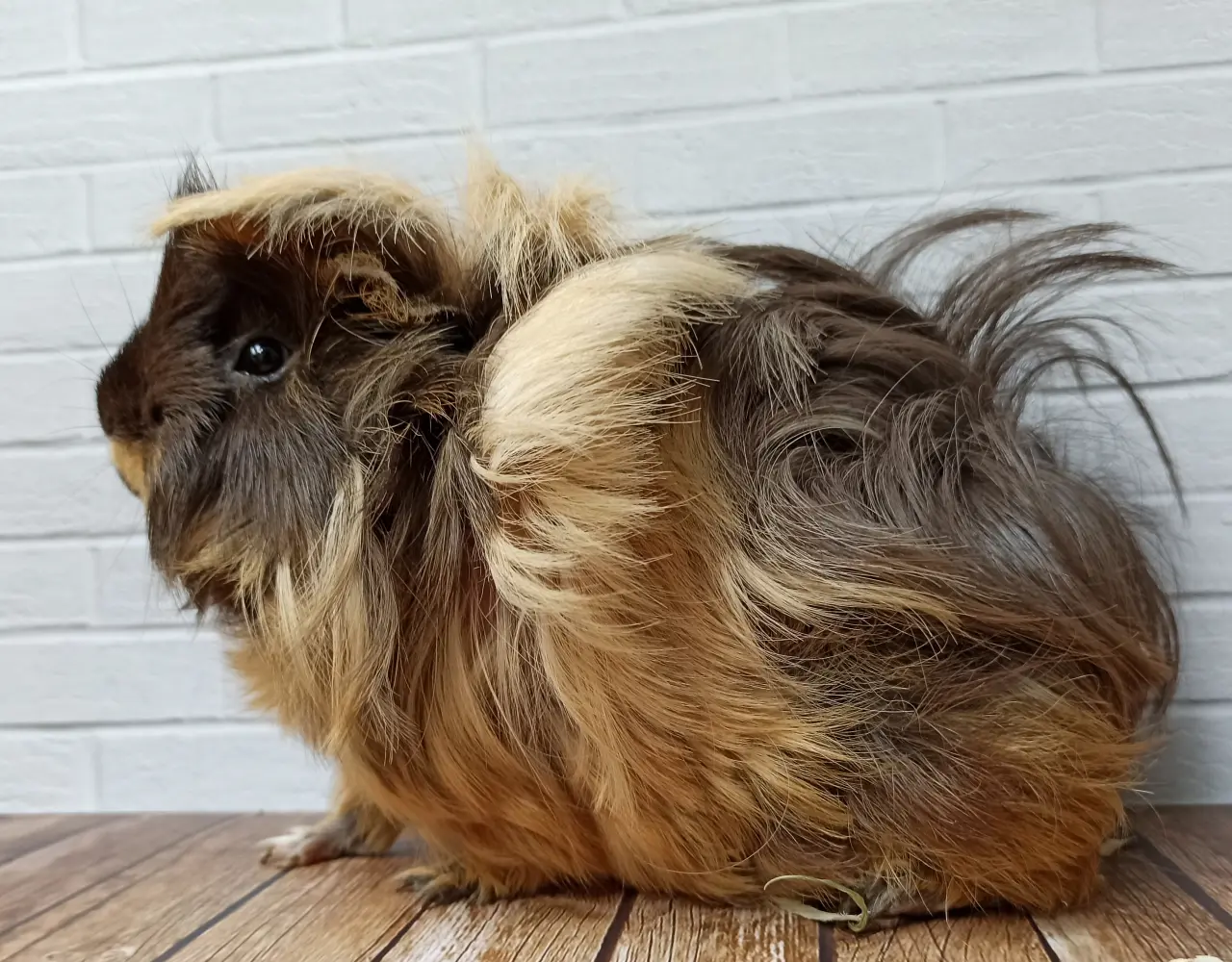 Świnka Morska Peruwianka – żywa peruka czy wymagający pupil? Pielęgnacja, strzyżenie i charakter