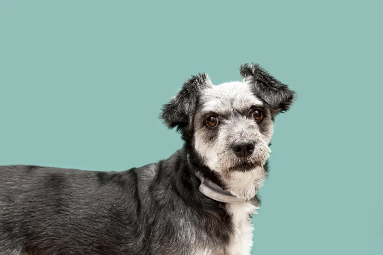 Demencja starcza u psa (CCD) – gdy Twój przyjaciel zaczyna zapominać. Objawy, diagnoza i opieka nad psim seniorem