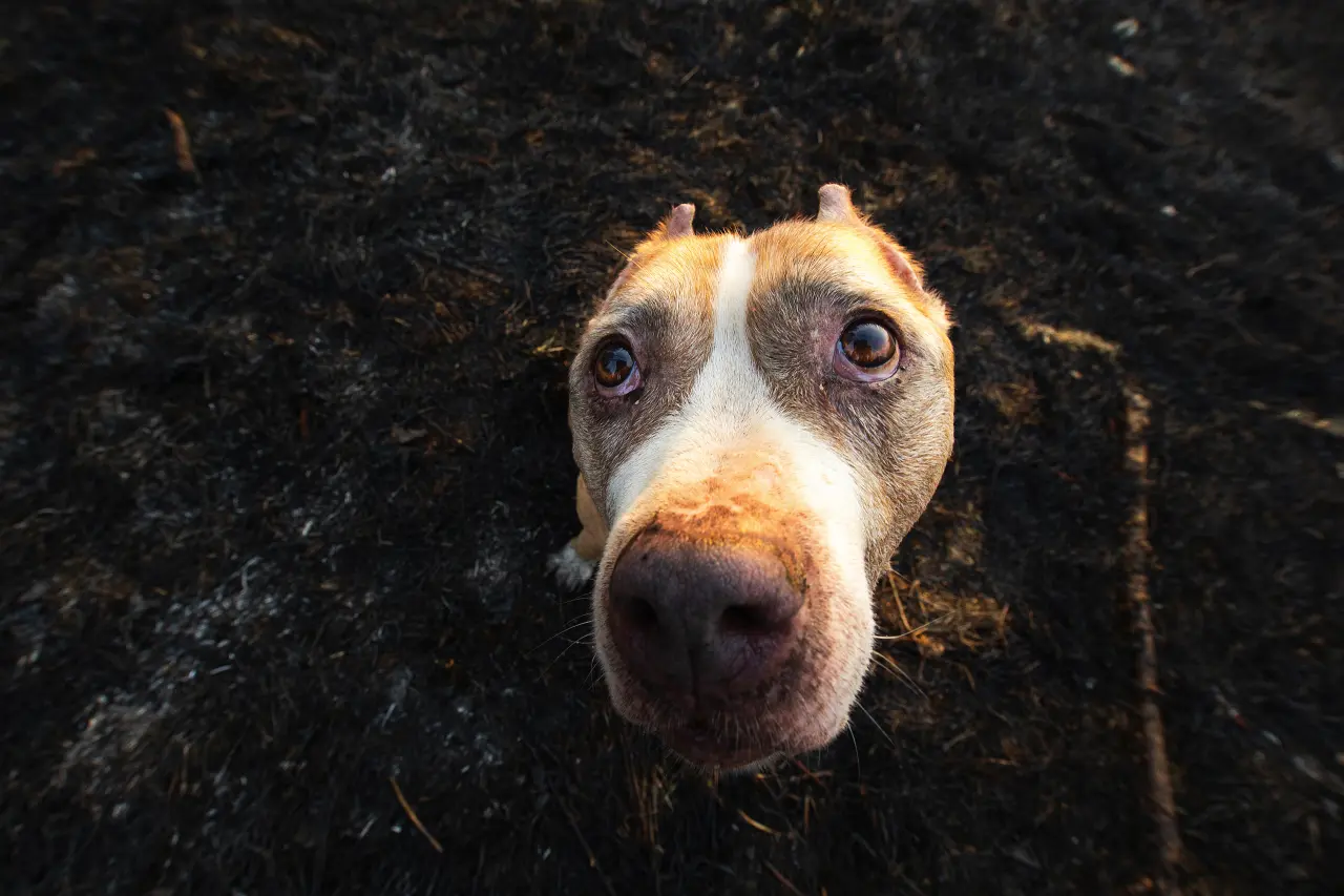 Dlaczego pies zjada odchody? (Koprofagia). To nie tylko obrzydliwe – to ważny sygnał od organizmu. Kompletny poradnik
