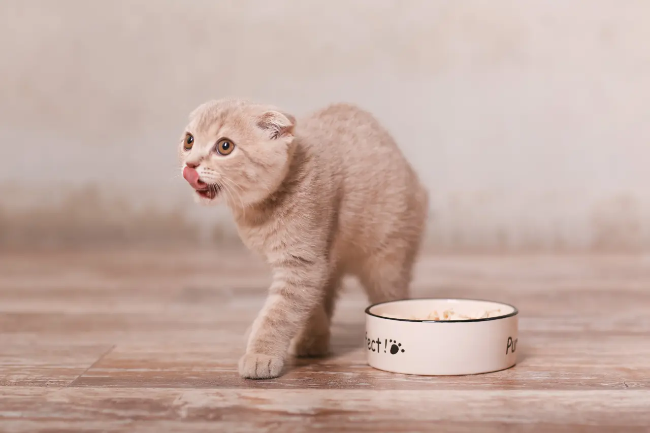 Dlaczego kot wymiotuje po jedzeniu? Od kłaczków po błędy dietetyczne – kiedy zacząć się martwić?