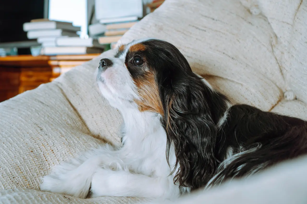 Najcichsze i Najspokojniejsze Rasy Psów do Mieszkania