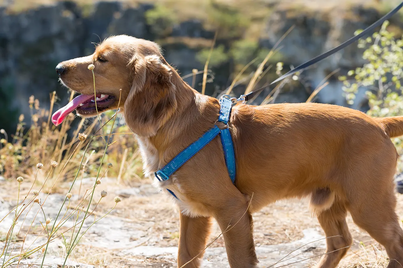 Mistrzowskie Dopasowanie: Jak idealnie zmierzyć psa pod szelki i obrożę? (Instrukcja Krok po Kroku)