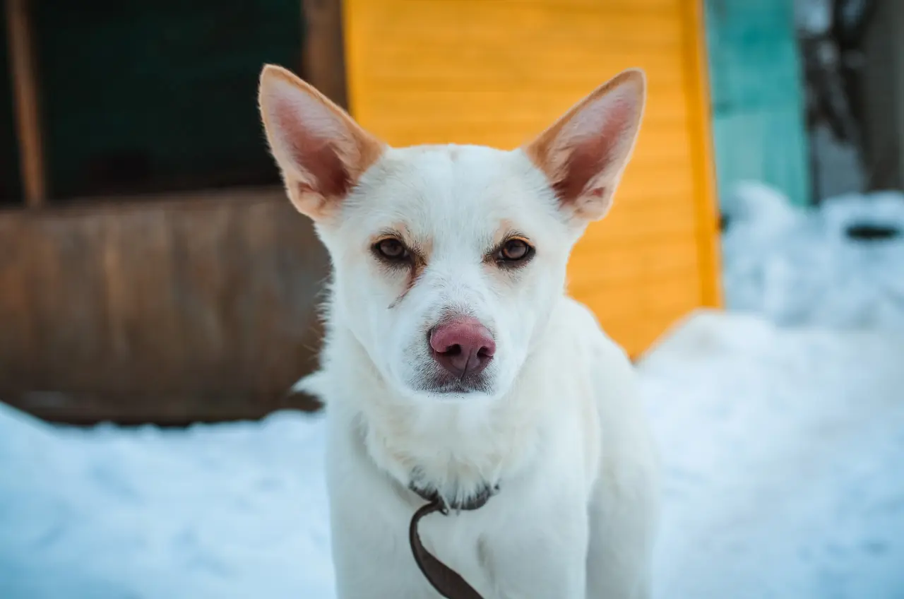 Dlaczego Twój biały pies ma brązowe zacieki pod oczami? Walka z rdzą od kuchni i od łazienki