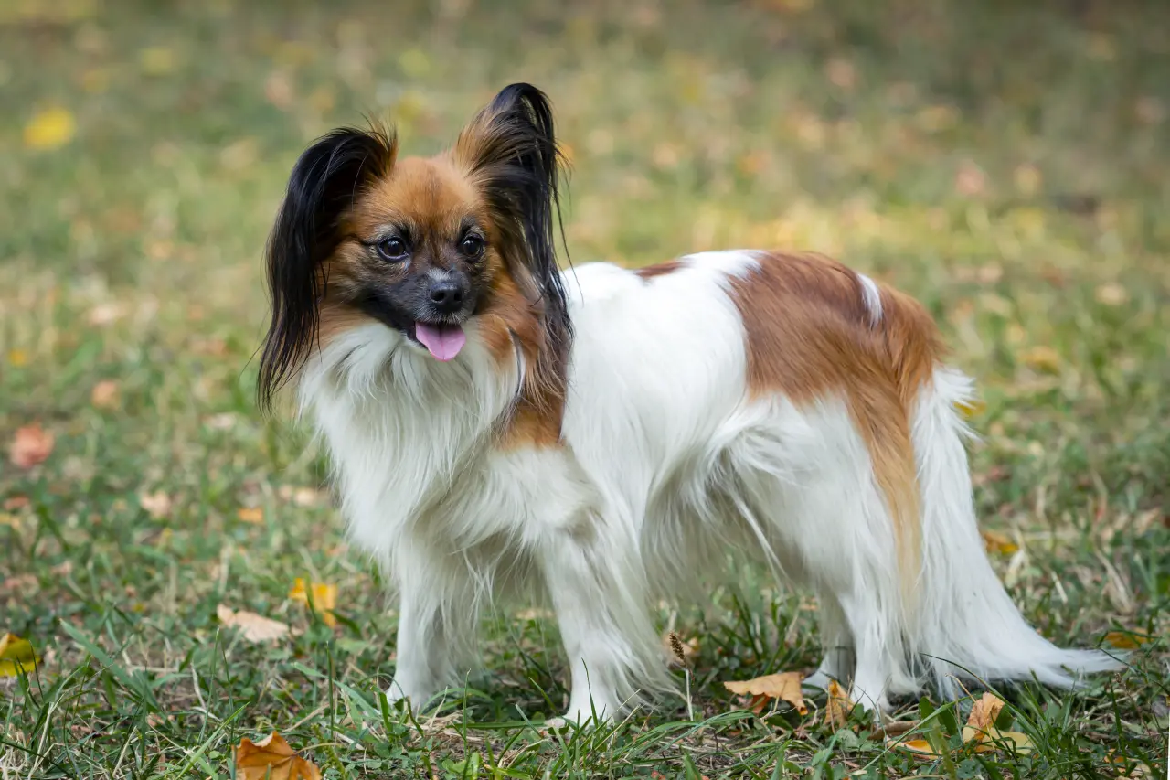 Papillon (Spaniel Kontynentalny): Pies-Motyl o Sercu Sportowca. Wszystko o Rasie