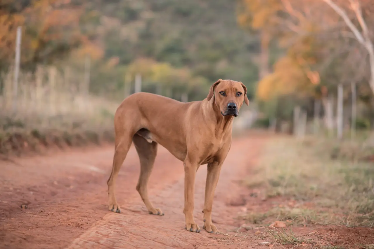 Rhodesian Ridgeback: Afrykański Pies na Lwy. Kompendium Wiedzy o Rasie dla Świadomych Opiekunów