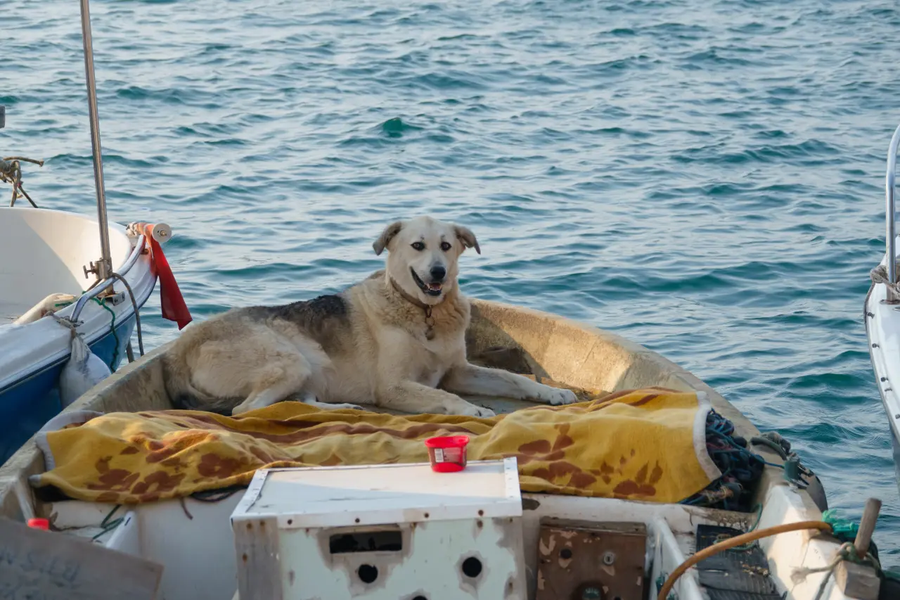 Wilki Morskie na Czterech Łapach: Niezwykła Historia Psów Portowych i Sekret Ich Żelaznego Zdrowia