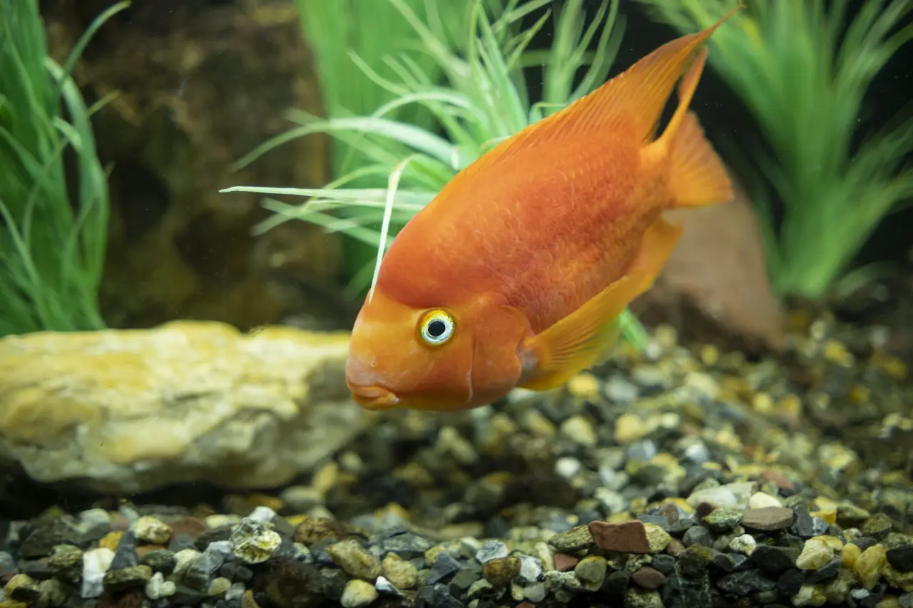 Pielęgnica Papuzia (Red Parrot) – Uśmiechnięta hybryda. Jak dbać o najbardziej kontrowersyjną rybę w akwarystyce?