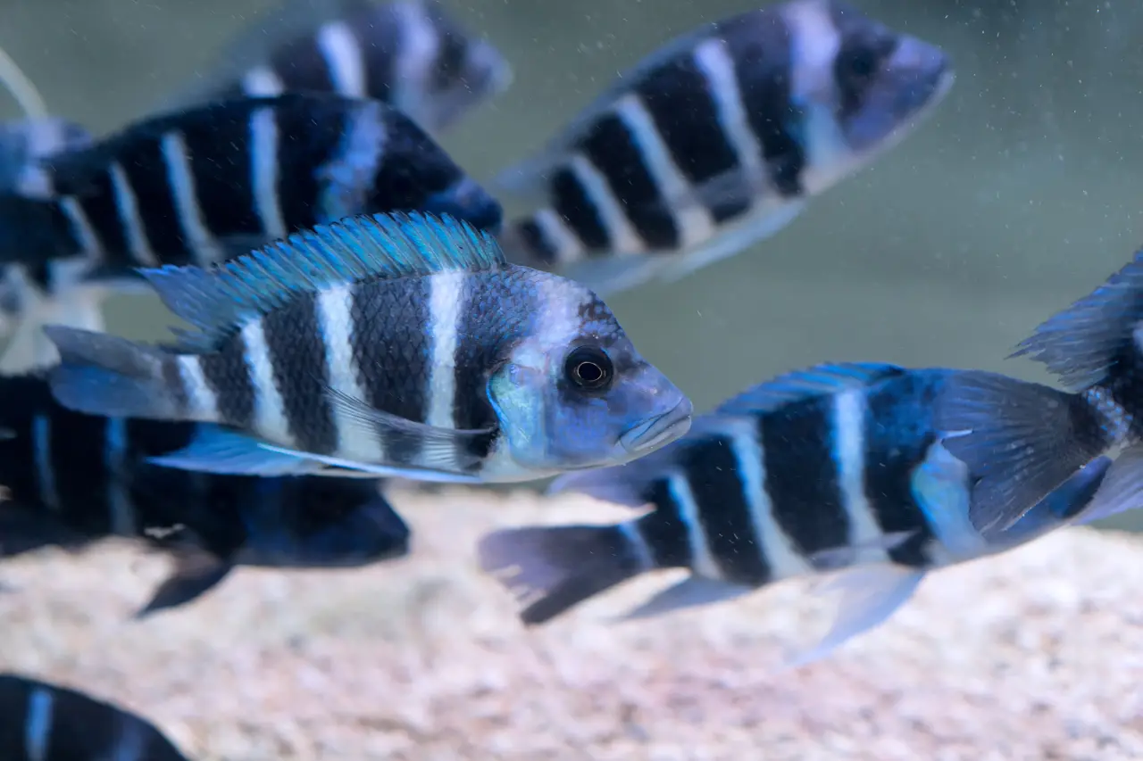 Pyszczak Frontosa (Cyphotilapia frontosa) – Błękitna Królowa Tanganiki. Kompendium hodowli