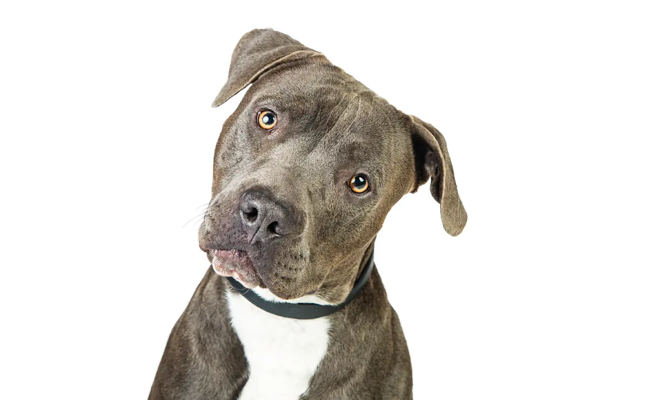 Dlaczego pies przekrzywia głowę? Tajemnice psiego radaru i teoria znikającego pyska