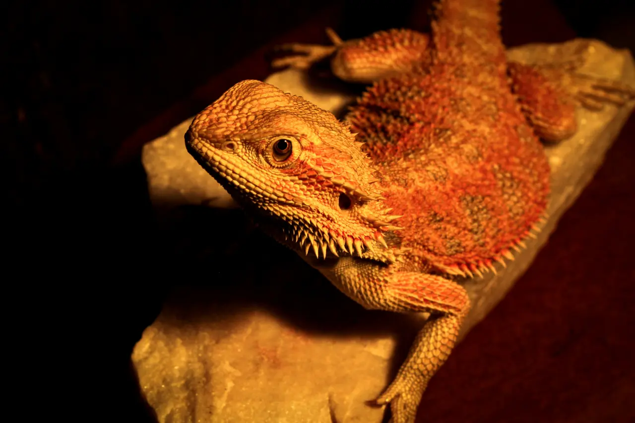 Zimnokrwiste? To biologiczne kłamstwo! Fizyka i anatomia zasilania gadów