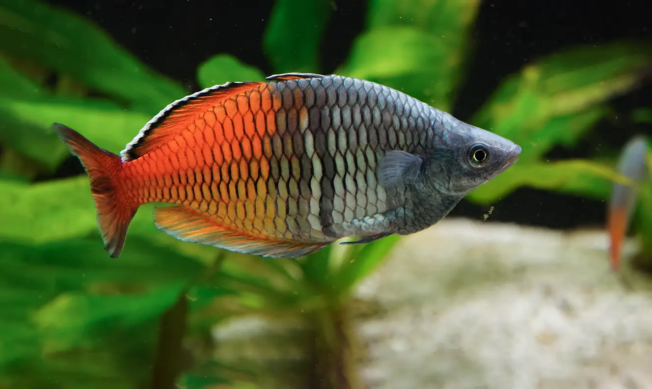 Tęczanka Boesemana (Melanotaenia boesemani) – Żywy gradient natury. Od jezior Ayamaru do Twojego akwarium