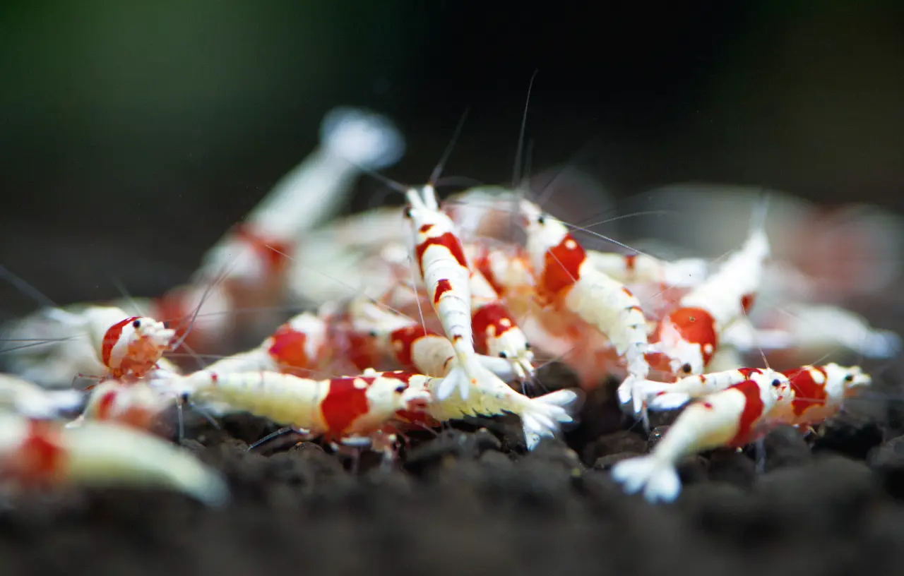 Krewetka Crystal Red (Caridina logemanni) – Czerwony diament w Twoim akwarium. Kompletny przewodnik
