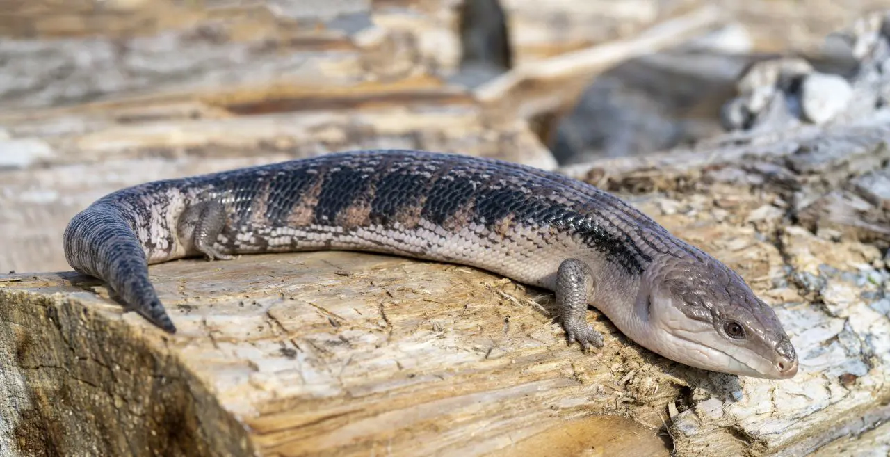 Scynk Olbrzymi (Tiliqua) – Inteligentna kiełbasa z błękitnym językiem. Dlaczego nie jest to gad dla każdego?