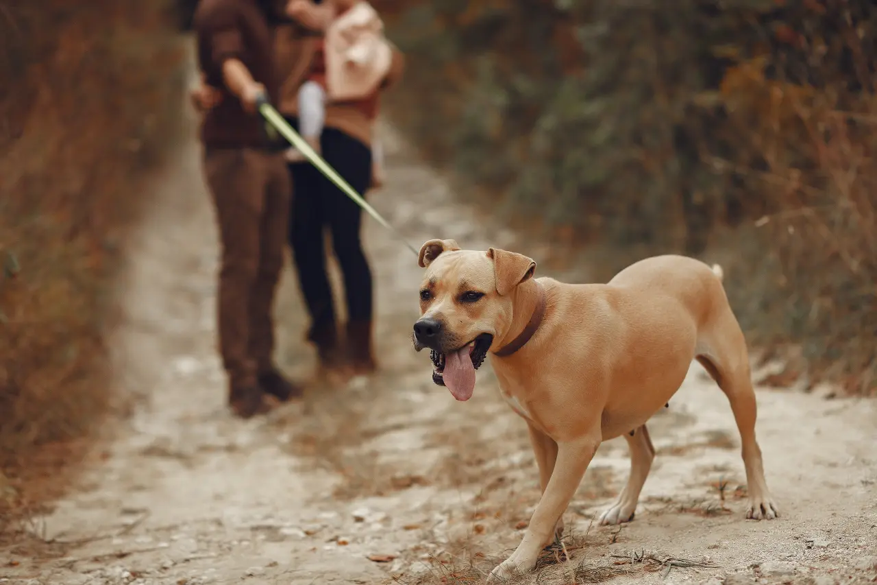 Psie Dojrzewanie: Neurobiologia Buntu. Dlaczego Twój Pies Nagle Ogłuchł?