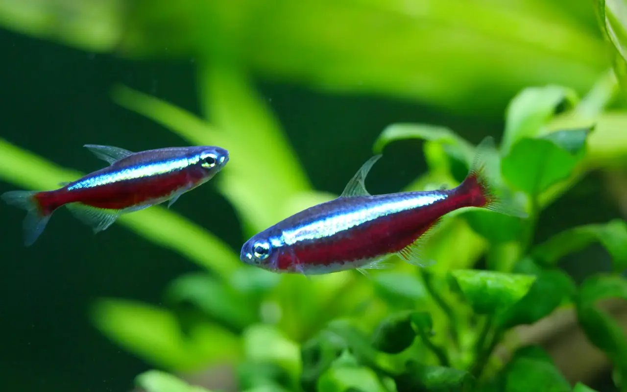 Neon Czerwony (Paracheirodon axelrodi) – Płonąca Strzała Amazonki. Wszystko, co musisz wiedzieć o Królach w ławicy