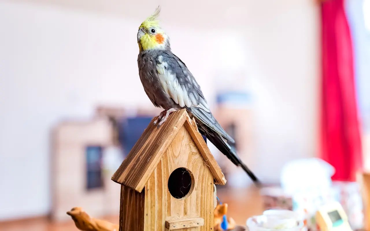 Pierzasty Einstein w Twoim Salonie. Dlaczego papugi są mądrzejsze niż myślisz?