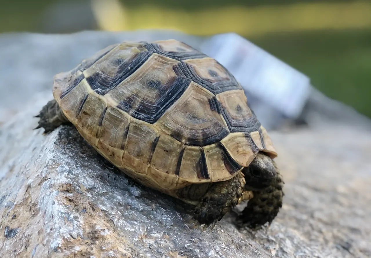 Żółw Grecki: Pancerny Wędrowiec. Dlaczego podłoga to lawa, a sałata to trucizna?