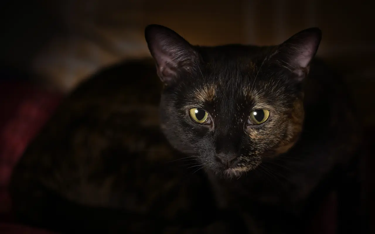 Pasożyt z Matrixa: Czy Twój kot steruje Twoim mózgiem? Prawda o Toksoplazmozie