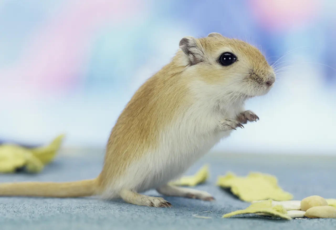 Inżynierowie Stepu: Myszoskoczek Mongolski – Klanowy Wojownik w Twoim Domu