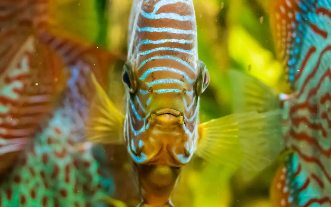 Dlaczego Twoja ryba ciągle pije? Zabójcza fizyka Osmozy i tajemnica pH, która wypala skrzela