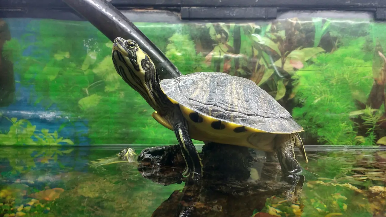 Pancerna Ewolucja: Dlaczego Żółw jest anatomicznym dziwolągiem i jak oddycha tyłem?