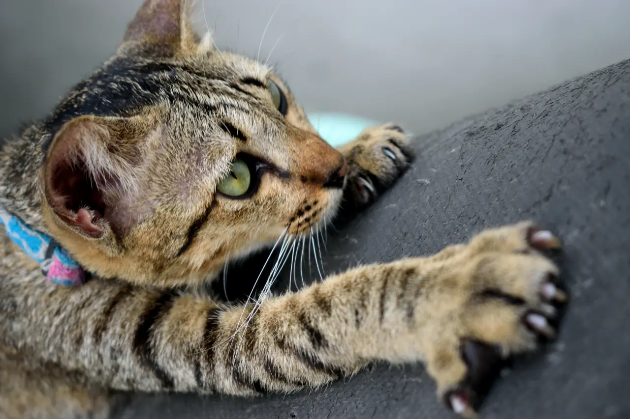 Inżynieria Kociej Łapy: Aksamitny Dotyk i Śmiertelne Ostrze. Jak to działa?