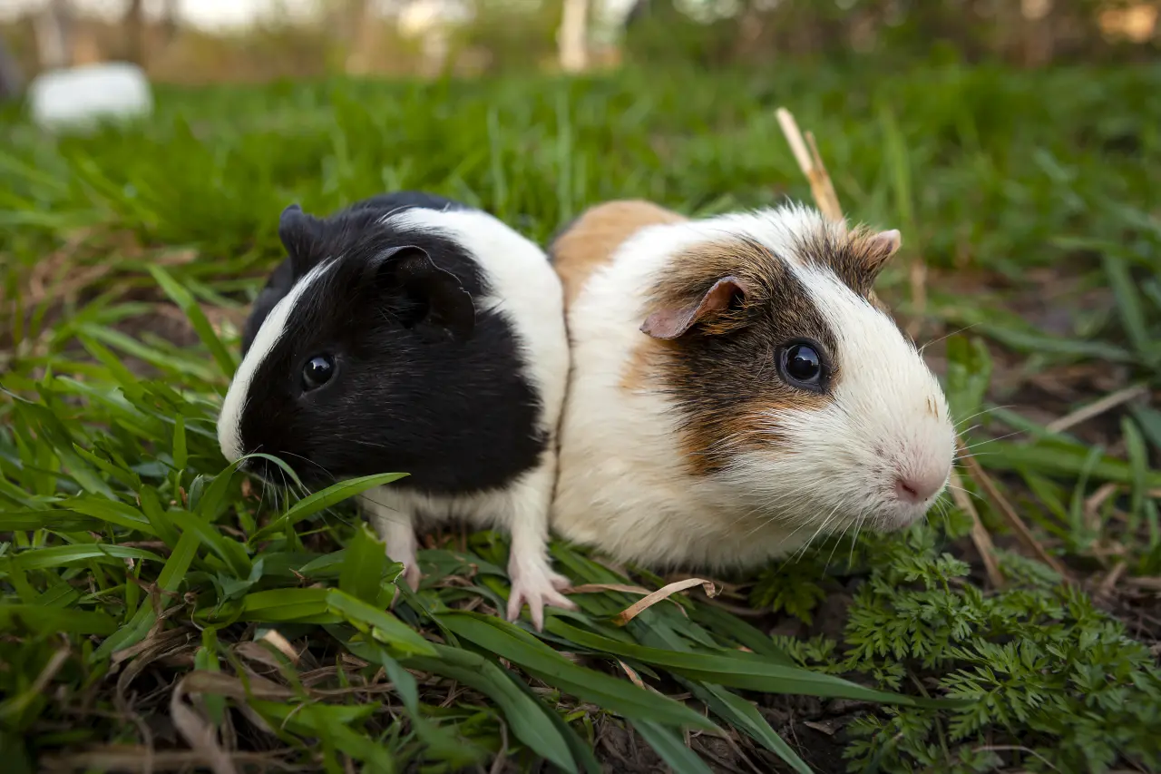 Świat oczami ofiary: Dlaczego Twój gryzoń żyje w ciągłym stresie? Neurobiologia strachu
