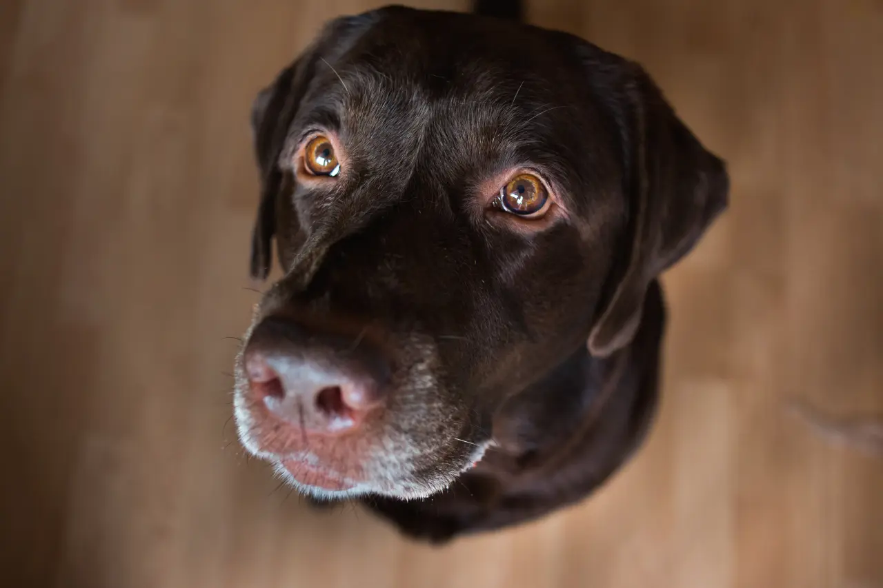 Wiecznie głodny pies: Biologia sytości, anatomia żołądka i pułapka pustych kalorii