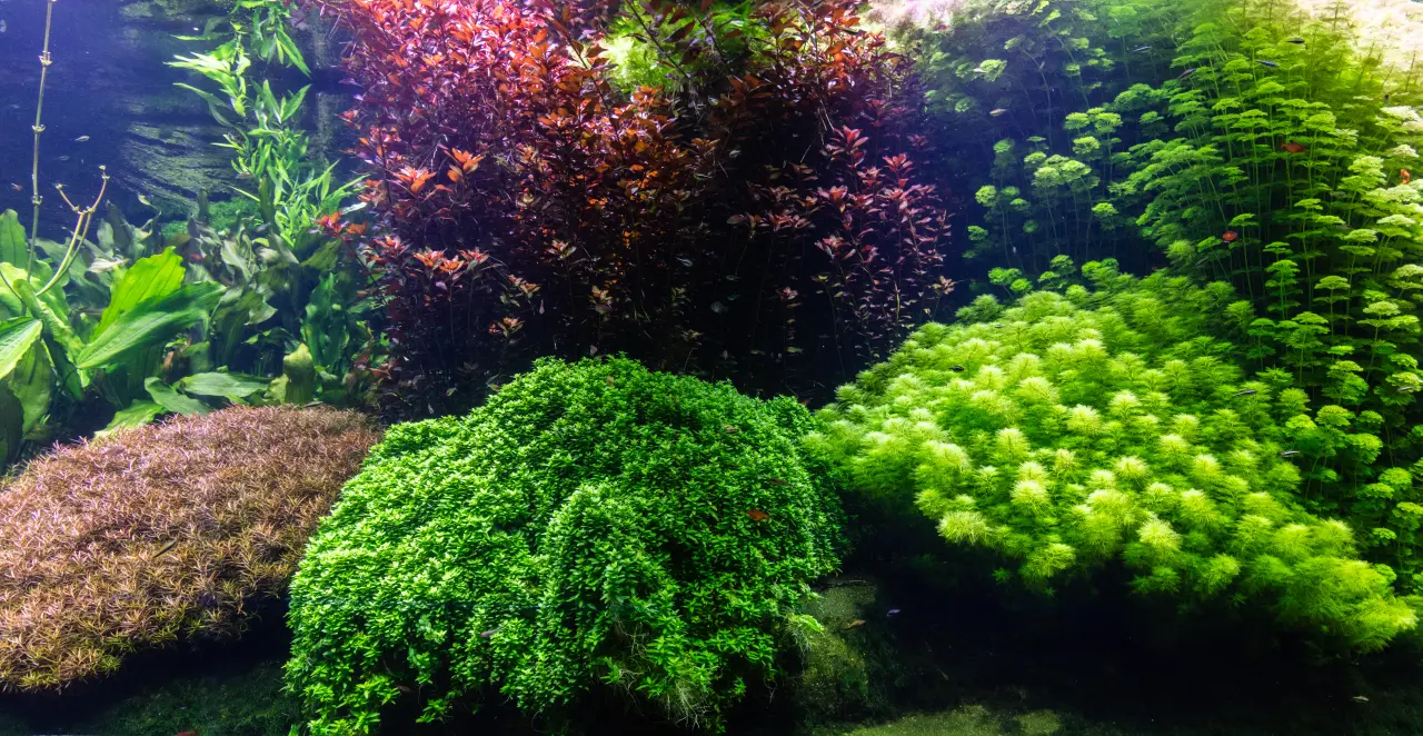 Akwarium Holenderskie: Kompletny przewodnik po podwodnych ogrodach. Zasady, Rośliny, Ryby