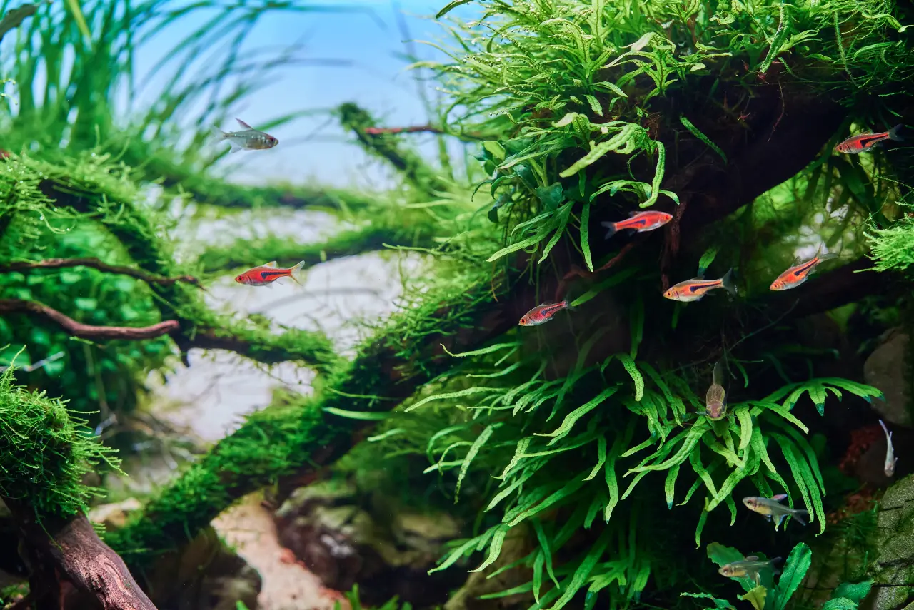 Ocet w akwarium: Tani cudotwórca czy chemiczna bomba? Fakty i Mity